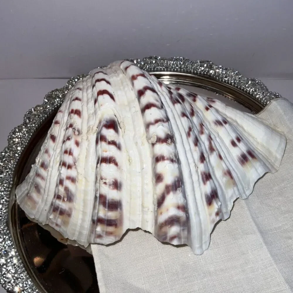 Beautiful ruffled clam shell NJ beach